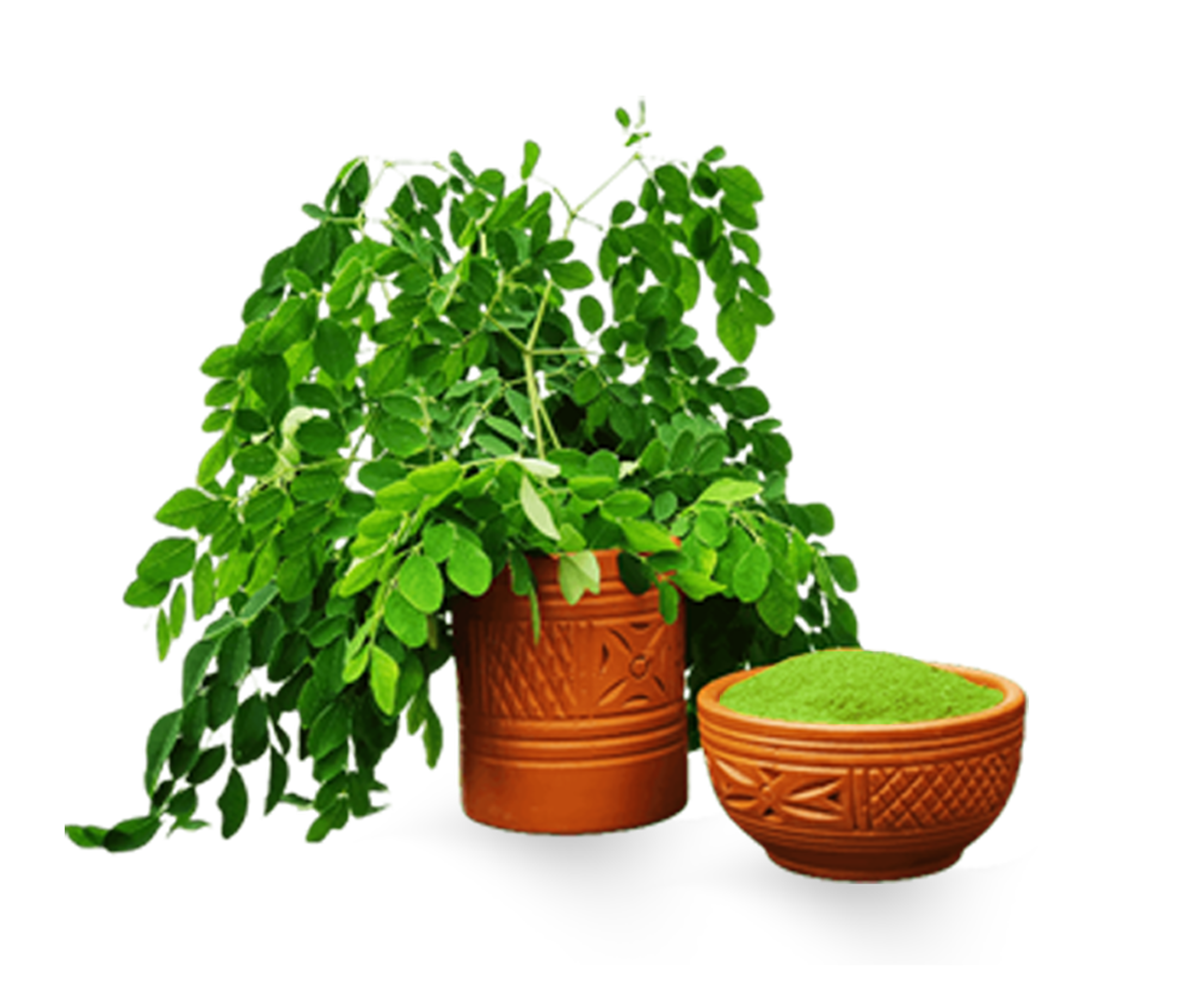 বাংলাদেশের সেরা অর্গানিক পণ্য